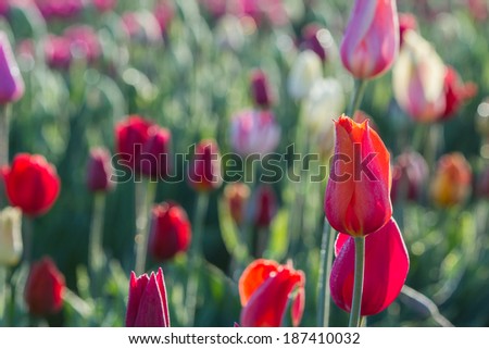 beautiful colorful tulips in a field shot right after sunrise for a more contrast and dramatic lighting