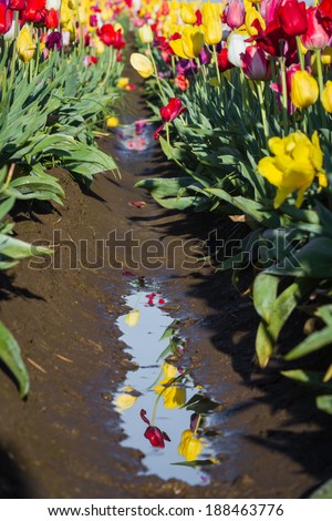 beautiful reflection of tulips in the dirty muddy water in between the field rows
