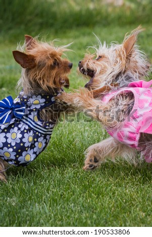 two small young puppies paying outside on green spring grass wearing summer dresses