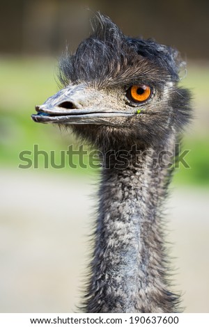 Emu- (Dromaius novaehollandiae) head shot very close with crazy looking eye