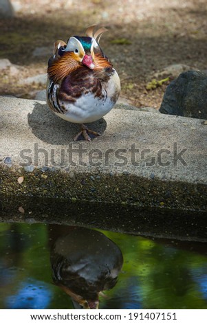 close up of a mandarin duck standing one one leg next to a pond