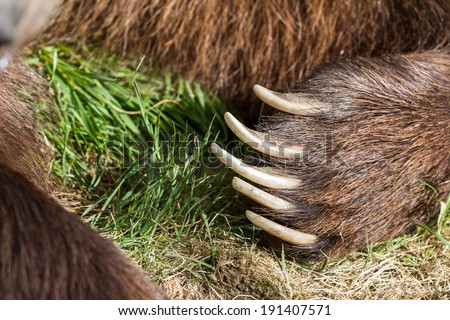 closeup of a large bear claw on a brown bear in Oregon