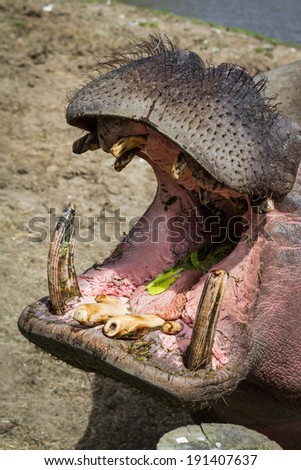 hippopotamus with large open mouth showing dirty teeth eating lettuce