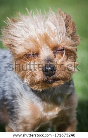 portrait of a groom yorki walking outdoors in springtime with eye allergies