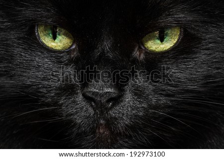 closeup of a long haired black cats face with glowing yellow green eyes