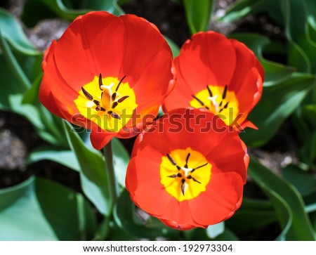 view from the top of three red tulips with bright yellow on the inside in an outside garden