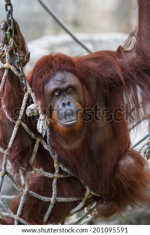 female orangutan portrait in a relaxed position while laying down on a hammock