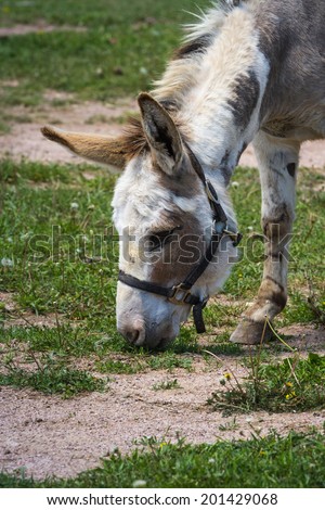 portrait of a farm donkey eating grass on a spring morning