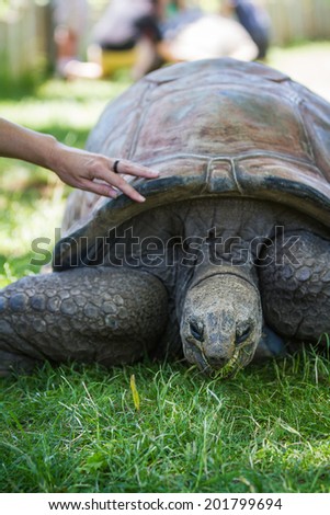 close up of a giant galapagos tortoise feeding on green grass