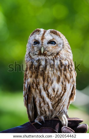 portrait of a barred owl - strix varia - with a green background