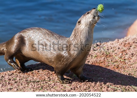 small river otter playing with a toy next to a pond