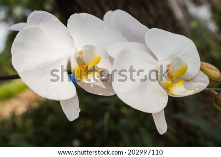 close up of a white orchid with water drops in an outdoor home garden