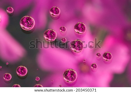 close up of multiple water drops of all sizes with a garden of  pink flowers reflected in each drop