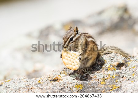 close up of a wild chipmunk eating a large cracker