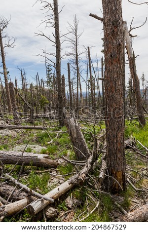dead pine trees in the black hills national forest after almost 20 years of a pine beetle epidemic