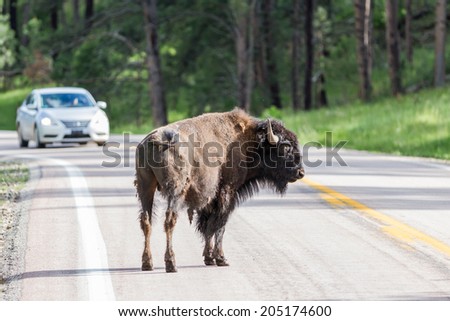 Buffalo on the road with a white car approaching