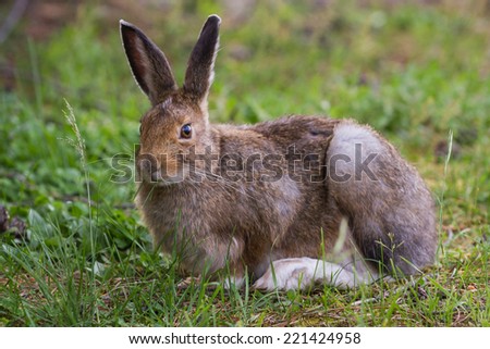 wild jack rabbit sitting on green grass in yellowstone national park
