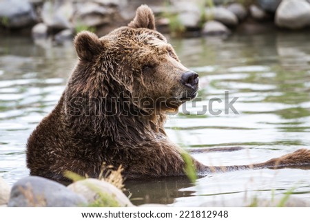 adult grizzly bear enjoying time in a pond filled with water