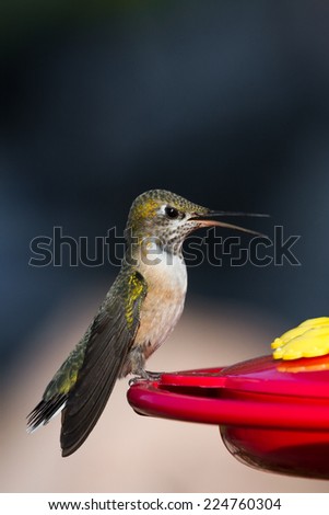 beautiful close up of a humming bird feeding on a home decorative feeder