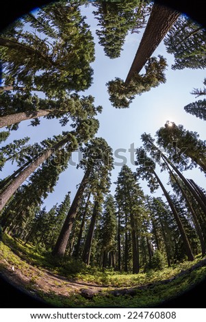 fish eye view of tall ponderosa pines in the oregon forest with bright sunshine