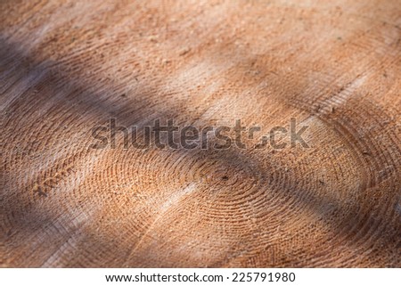 close up of a tree round showing the rings of a large tree with a shadowy contrast