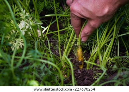close up of a hand pulling a carrot out of the soil in a small garden