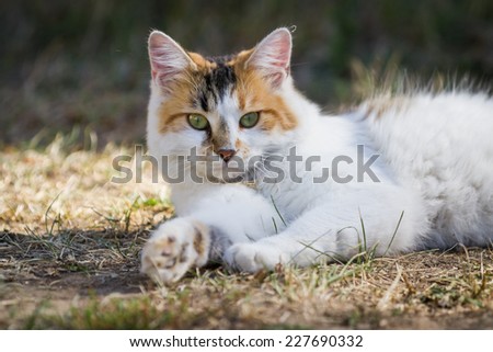 close up of an outdoor cat laying down on the ground