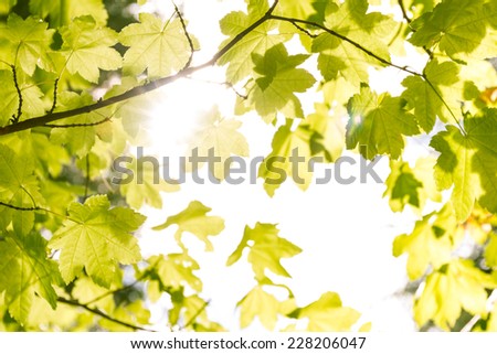 natural wide green leaves backlight by a blown out sky for a natural background