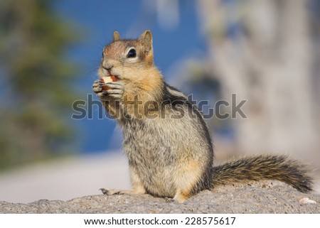 close up of a small ground squirrel or chipmunk eating a peanut