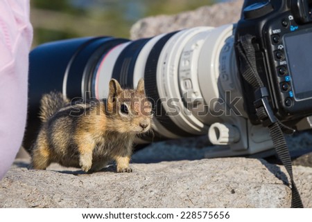 small chipmunk standing on a large rock looking and figuring out who\'s watching