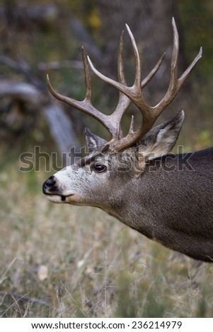 adult male mule deer with a nice rack in Zion NP Utah