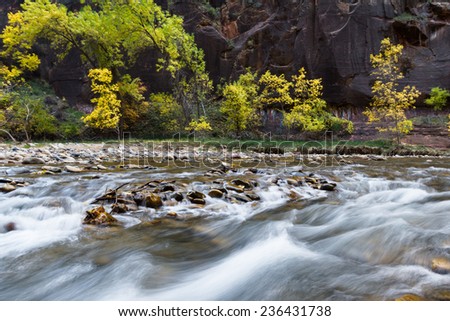 autumn in Zion NP. view of the Virgin river with colorful changing  trees