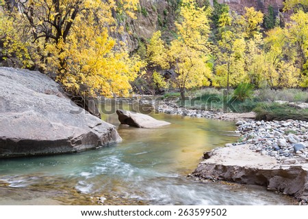 autumn in Zion NP. view of the Virgin river with colorful changing  trees