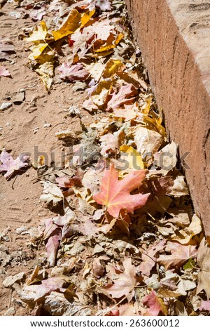 colorful autumn leaves piled on the side of the pathway on a National park in Utah