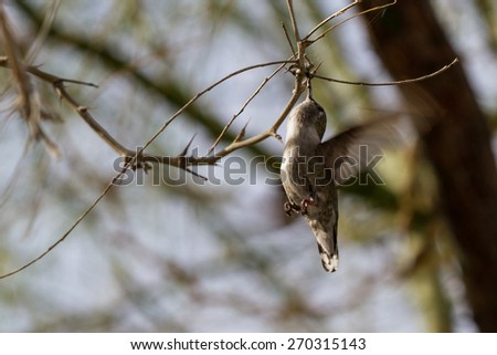 adult female anna\'s hummingbird gathering spider web to make her nest
