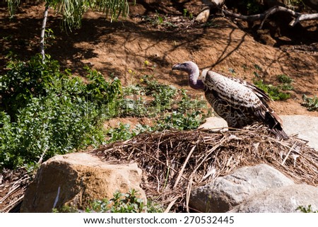 large brown vulture building a nest in a protected area in Southern California