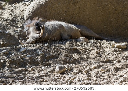 captive warthog sleeping on the desert ground in a zoo in southern California
