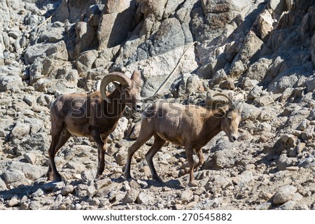Desert big horn sheep on a bare rock mountain in southern California