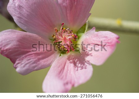 close up of a desert pink wildflower over a green background