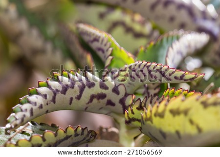 close up of a desert plant in the desert of California for a green background or texture