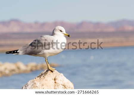 a group of seagulls sitting on the eroding and drying lake bed of the Salton Sea in California