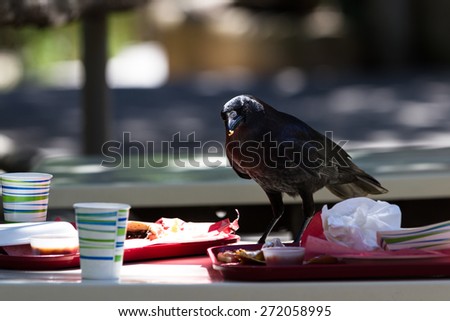 large black crow feeding on fast food leftovers at a table