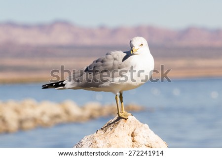 a group of seagulls sitting on the eroding and drying lake bed of the Salton Sea in California