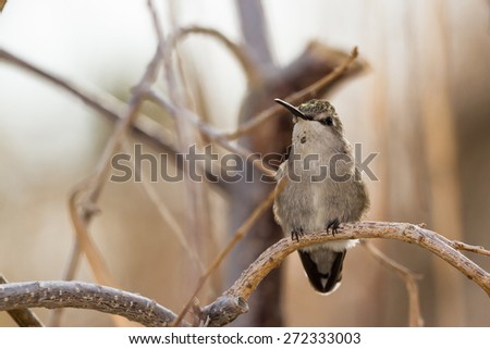 Adult female hummingbird perched on a small branch. Black-chinned Hummingbird (Archilochus alexandri).