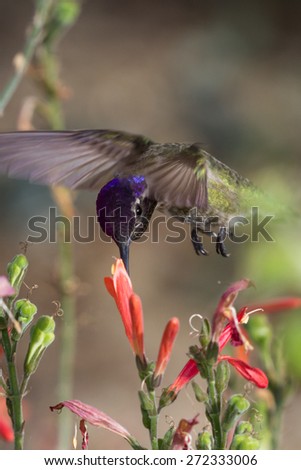 black chinned hummingbird ( Archilochus alexandri) . Male hummer feeding on orange tube flowers