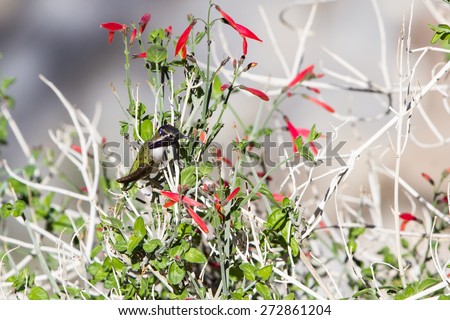 small Anna\'s Hummingbird - Calypte anna - feeding on desert flowers in Southern California