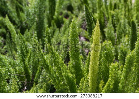 decorative plant in spring with a bright green color