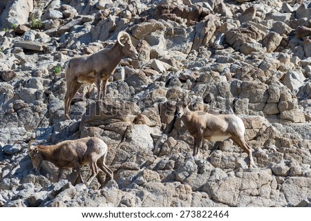 Desert big horn sheep on a bare rock mountain in southern California