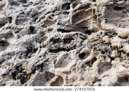 close up of a large rock in the Arizona desert, Limestone is mostly composed of fragments of marine organisms