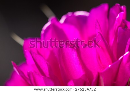 close up of a beautiful purple flower on a desert cactus in Arizona